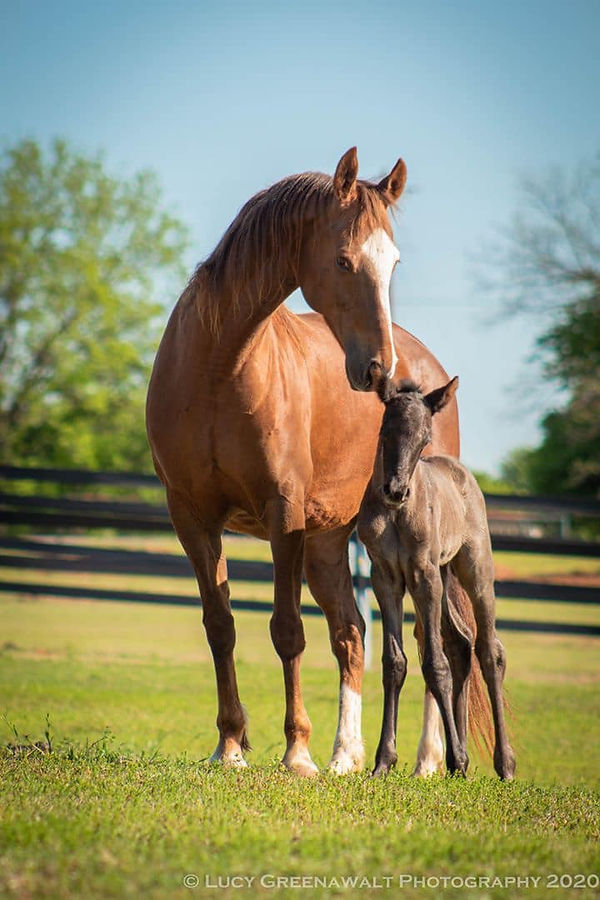 La Dolce Vita Farms American Saddlebred — photo 2