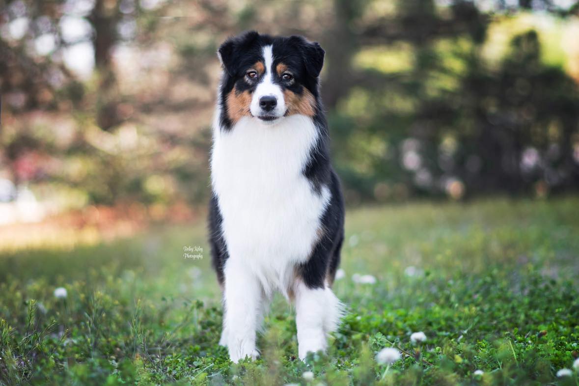 Aussie puppy