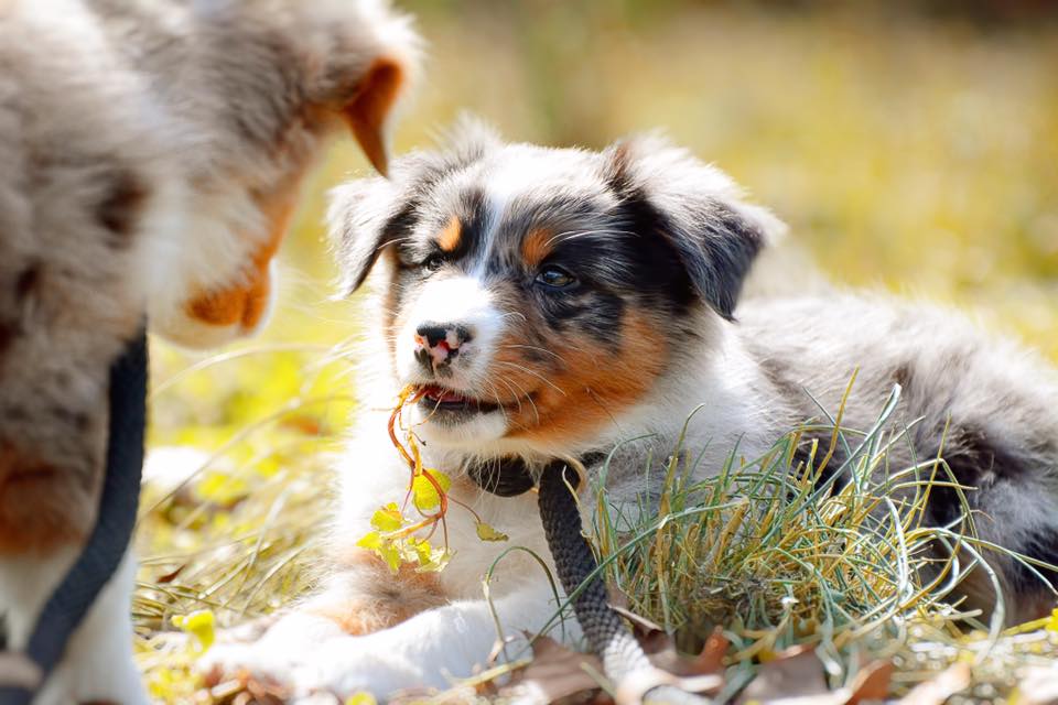 Australian Shepherd puppies playing