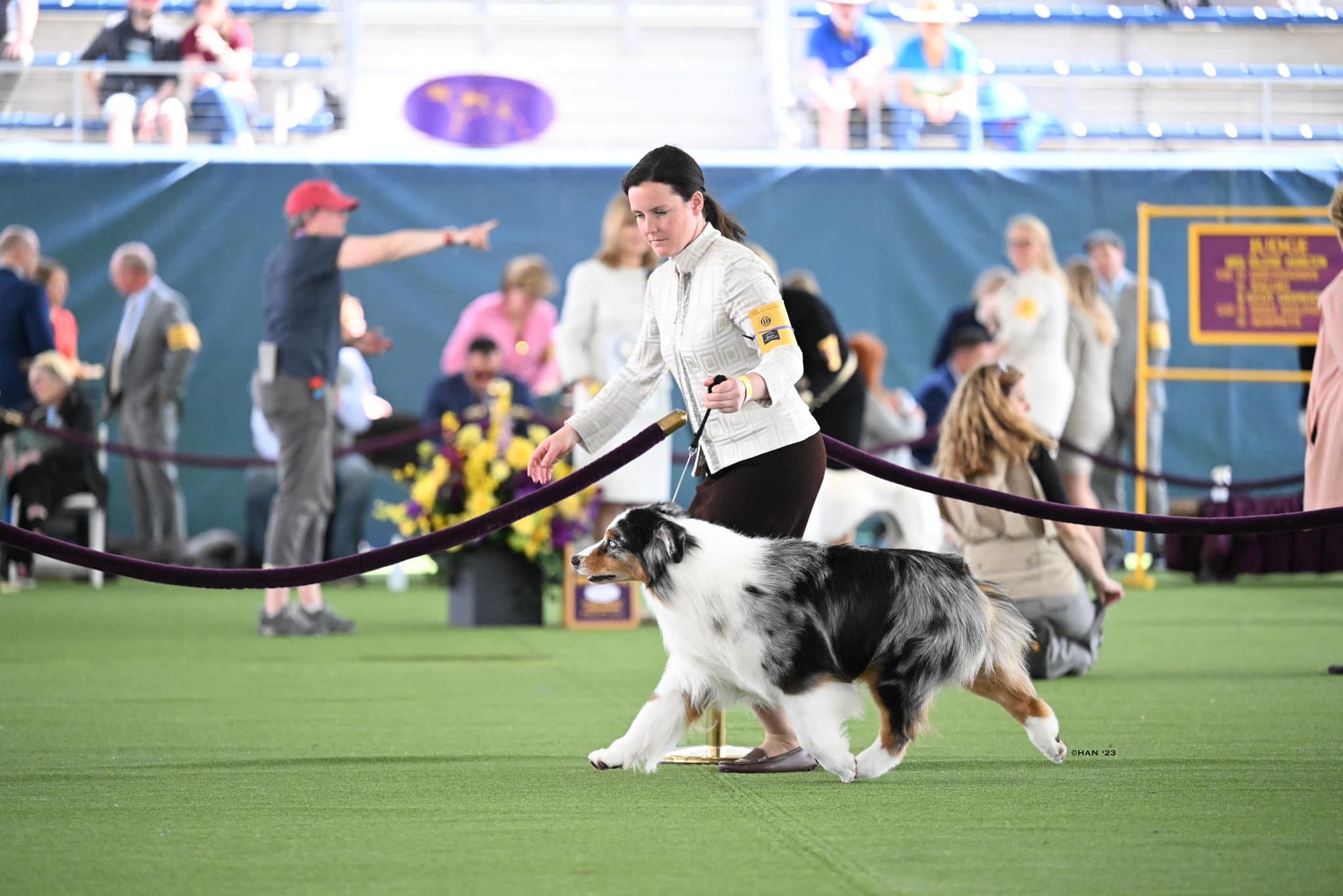 Dog show ring