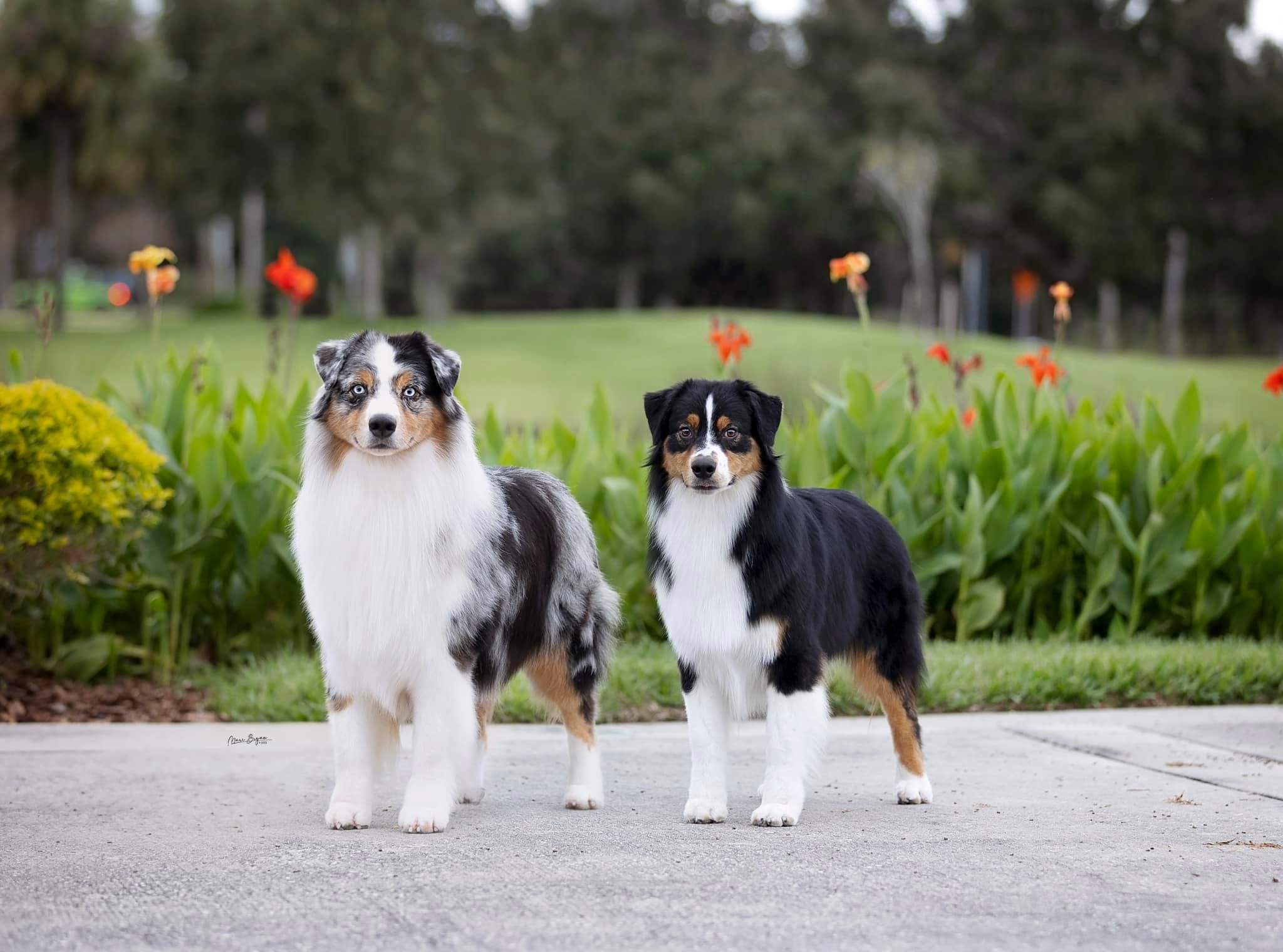 "Marty" and son "Banks" in Orlando, FL at AKC Nationals in 2022