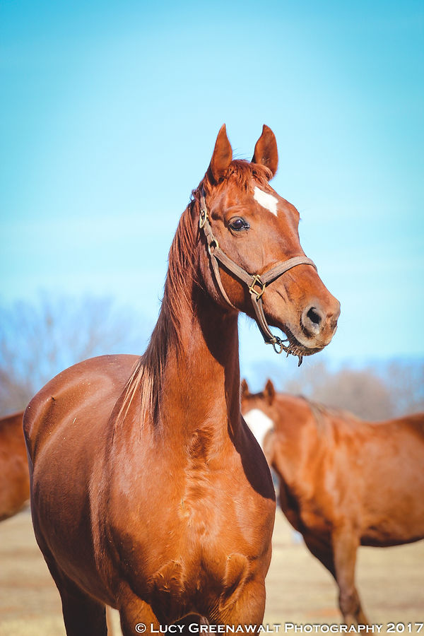 La Dolce Vita Farms American Saddlebred — photo 1