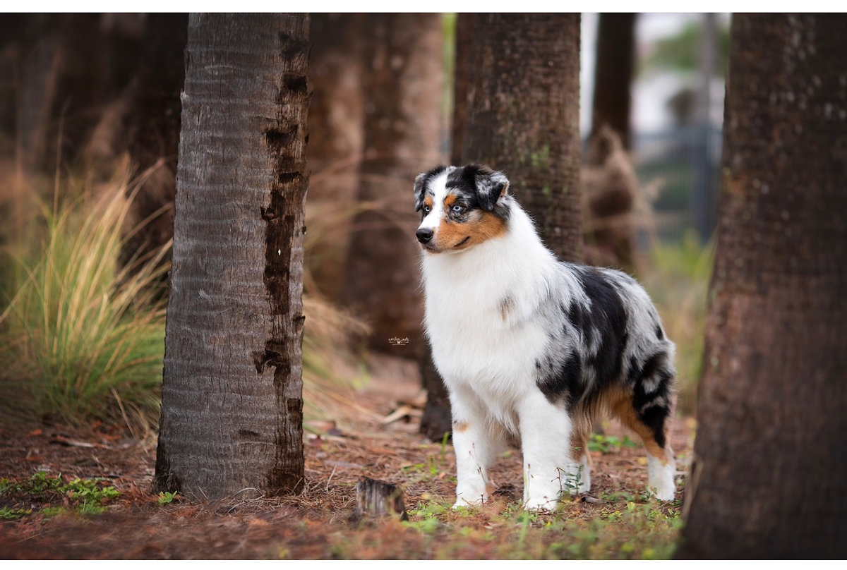 "Marty" — portrait