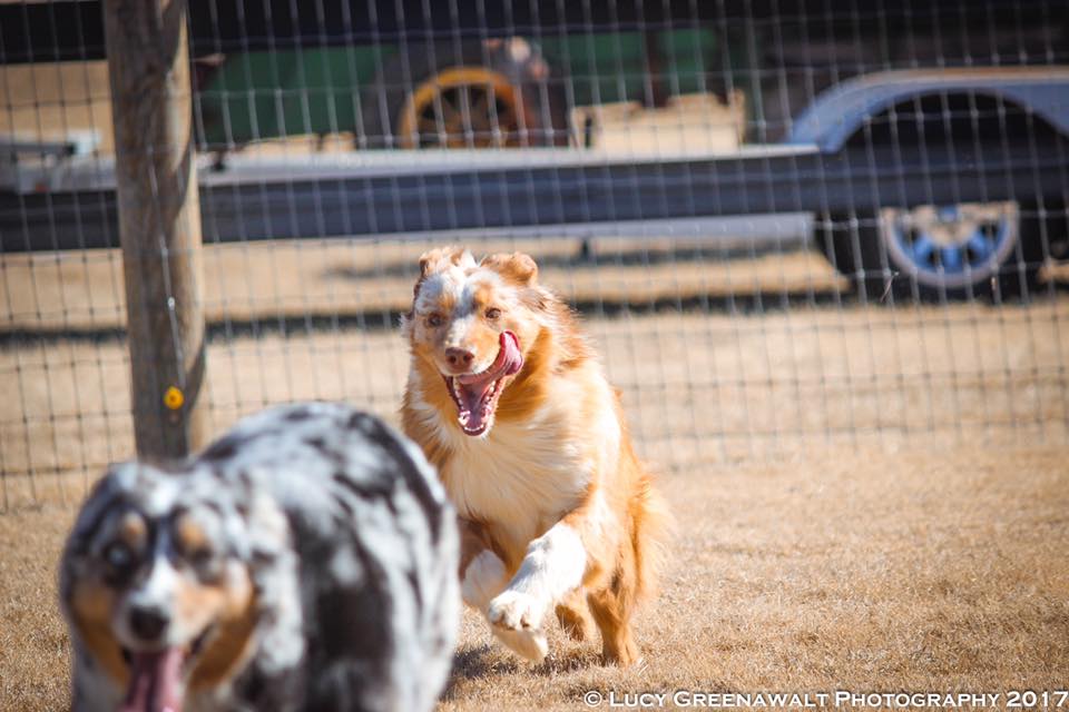 Australian Shepherd running