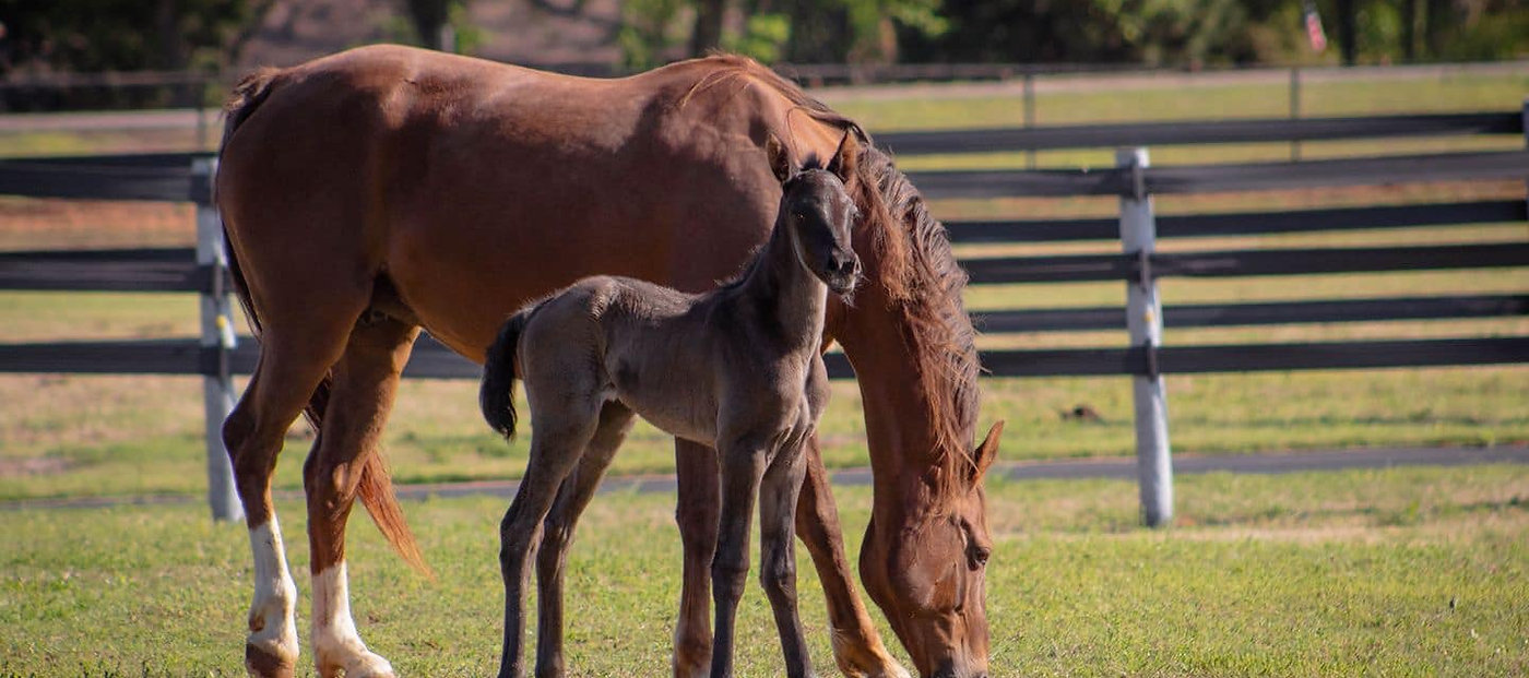 American Saddlebred horses at La Dolce Vita Farms