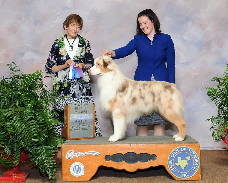 CH Indian Dream Labakan Slovakia "Indy" — La Dolce Vita Farms sire