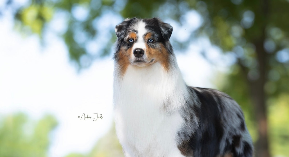Australian Shepherds at La Dolce Vita Farms