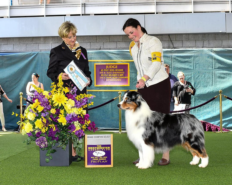 AKC MBIS MBISS MRBIS PBIS GCHG CH LK Michigan Dream It Anyway "Marty" — La Dolce Vita Farms sire