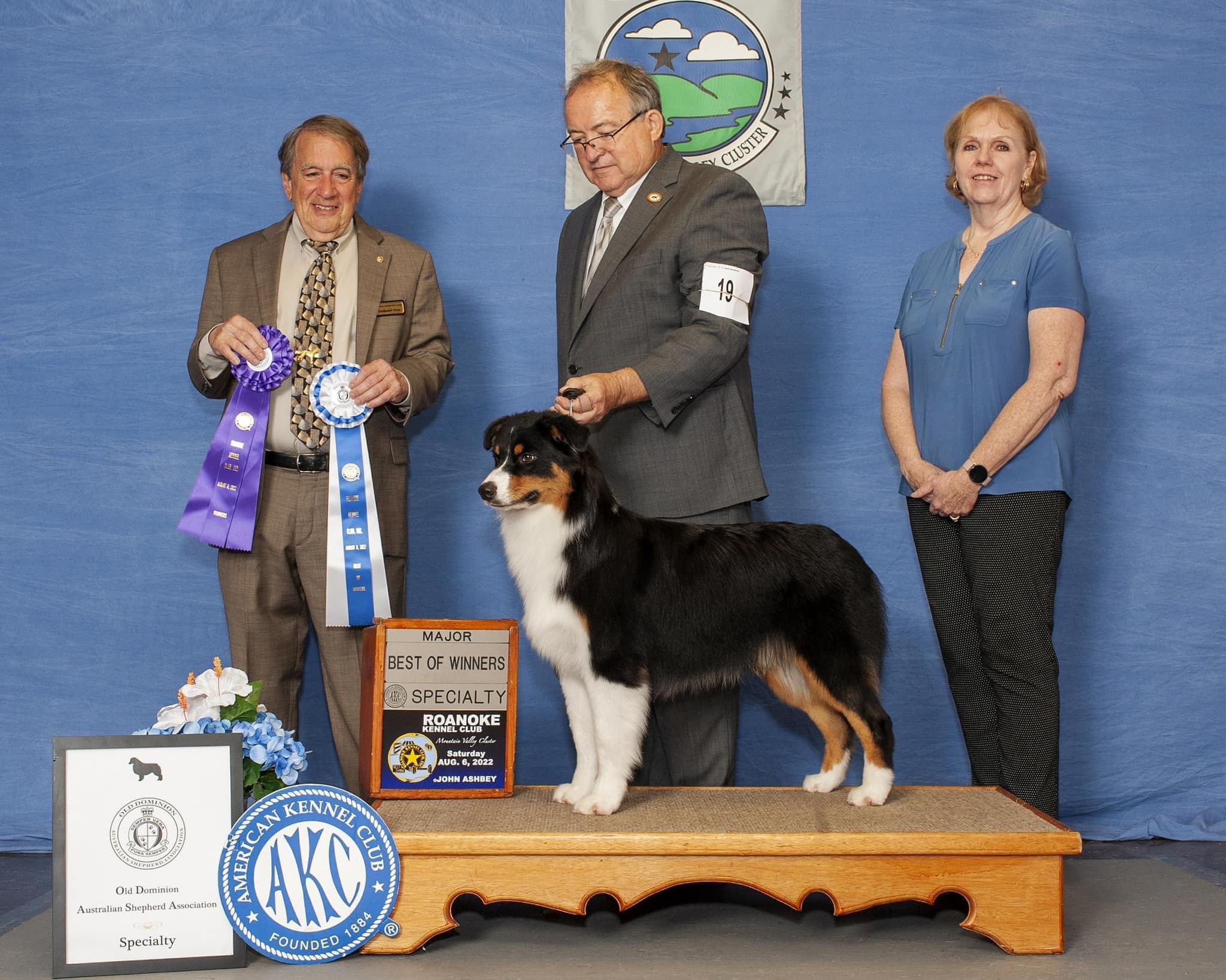 AKC Major Pointed LDV's Ragnar Lothbrok "Ragnar"