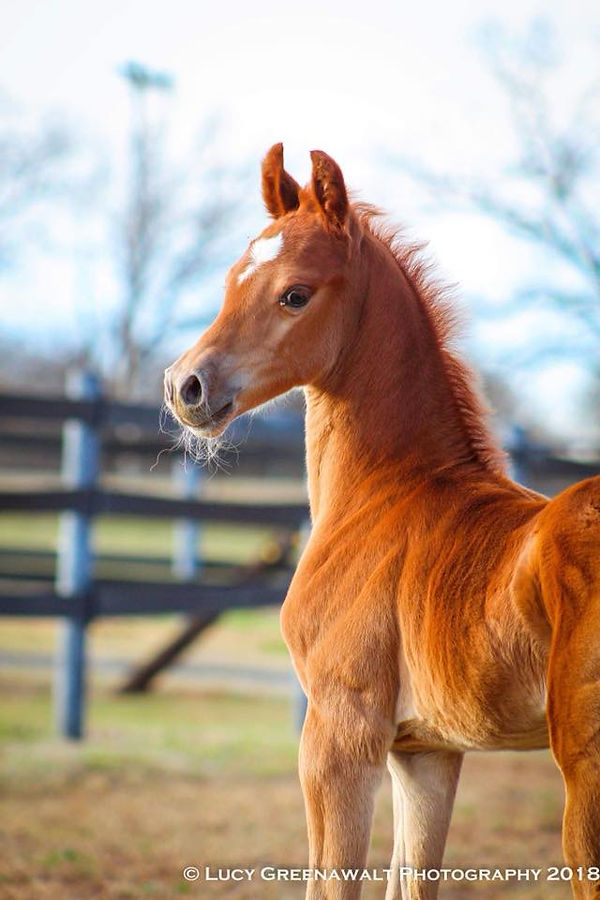 La Dolce Vita Farms American Saddlebred — photo 3