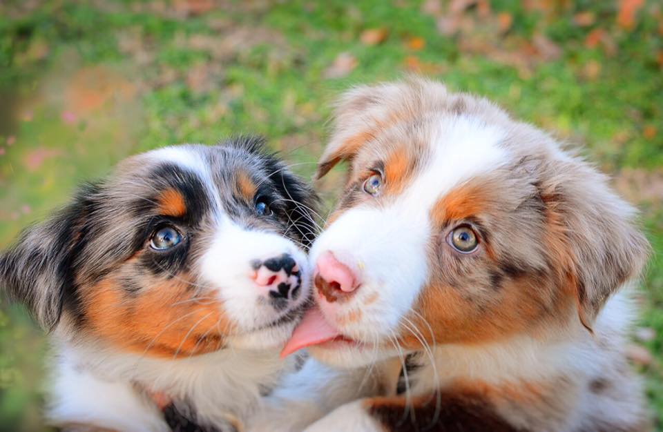 Australian Shepherd puppy