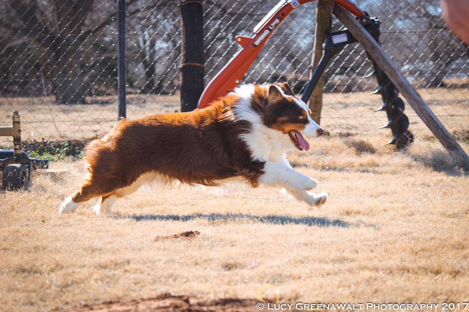 Australian Shepherd running