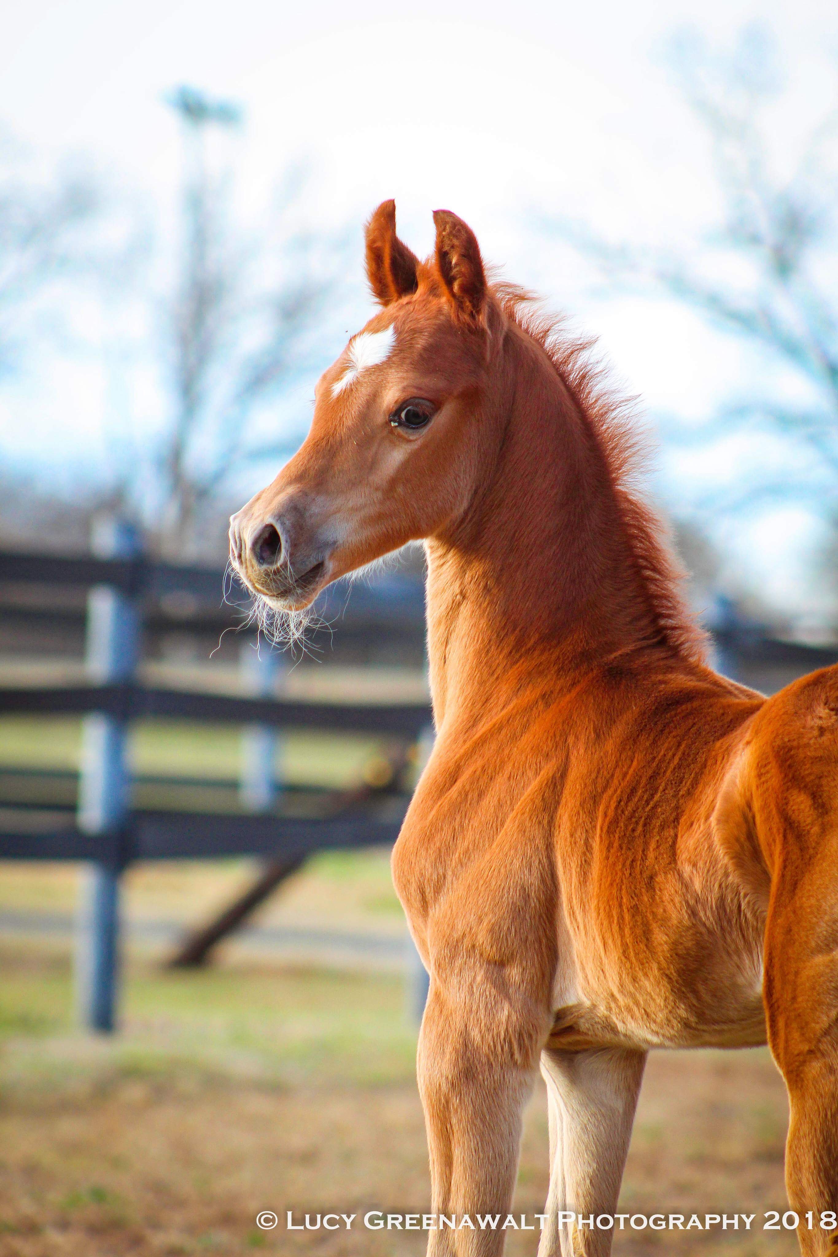 La Dolce Vita Farms American Saddlebred — photo 14