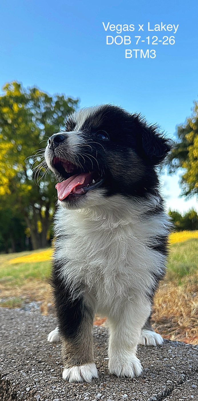 Black Tri Male 3 6 Weeks Old