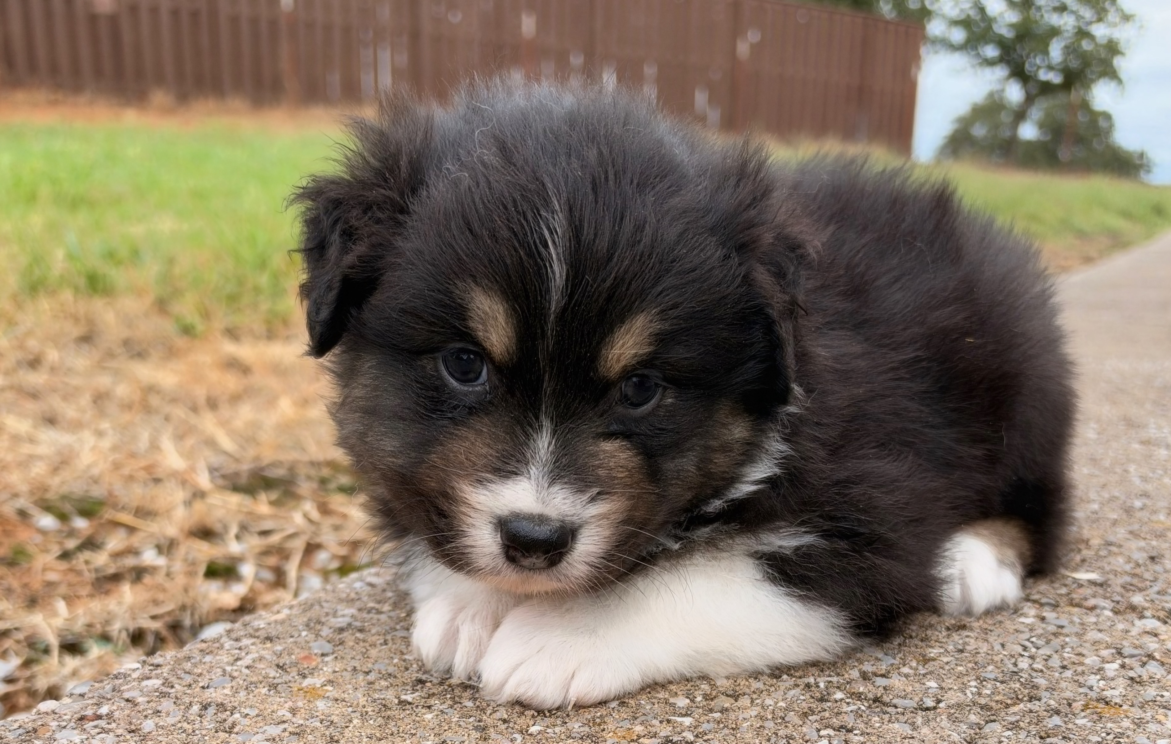Black Tri Male 3 Weeks Old