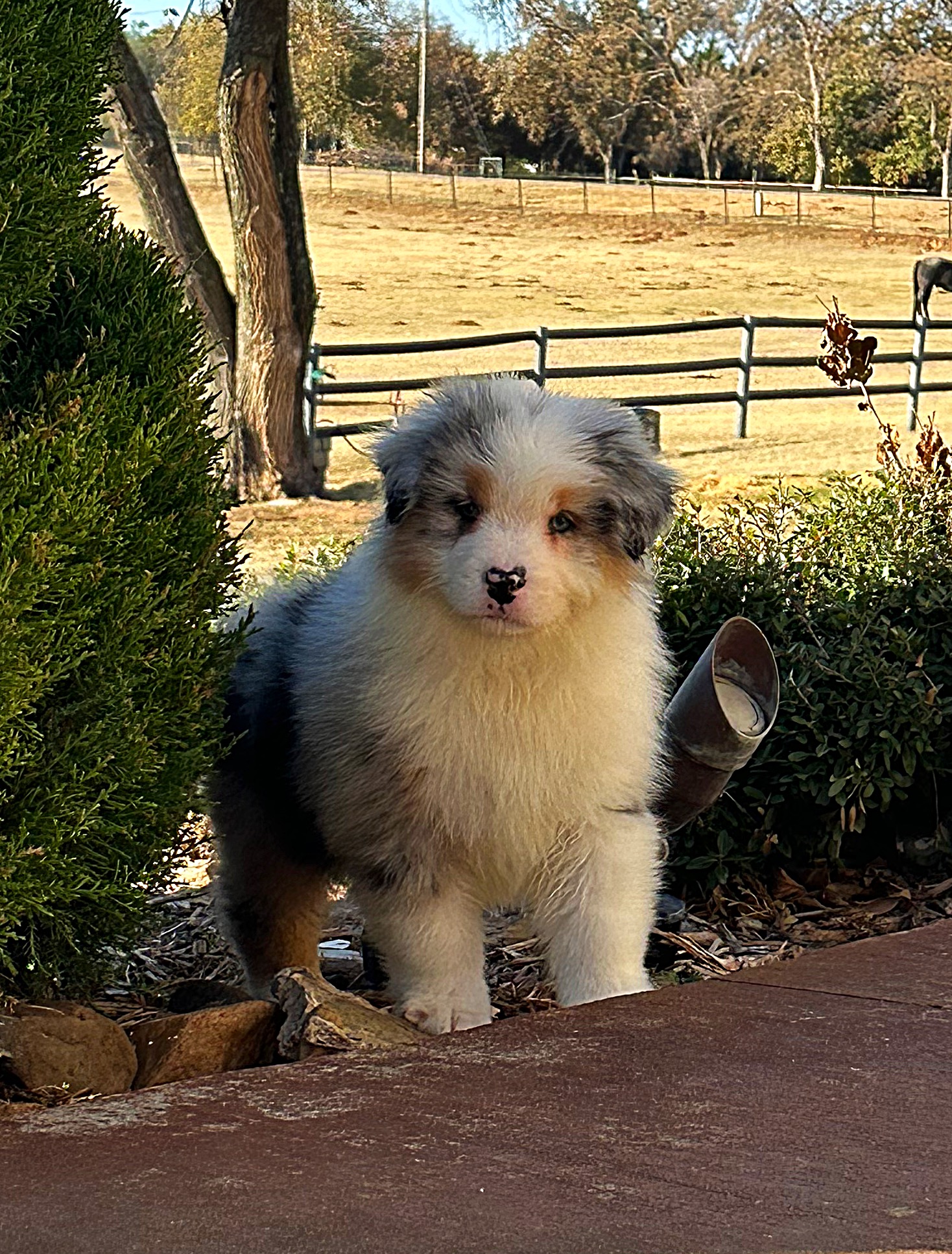 Australian Shepherd puppy standing