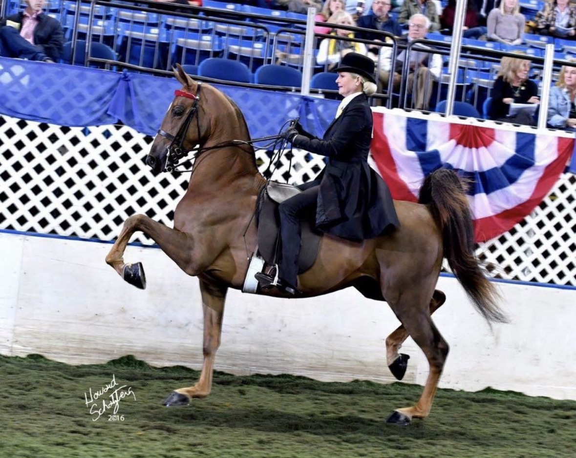 La Dolce Vita Farms American Saddlebred — photo 18
