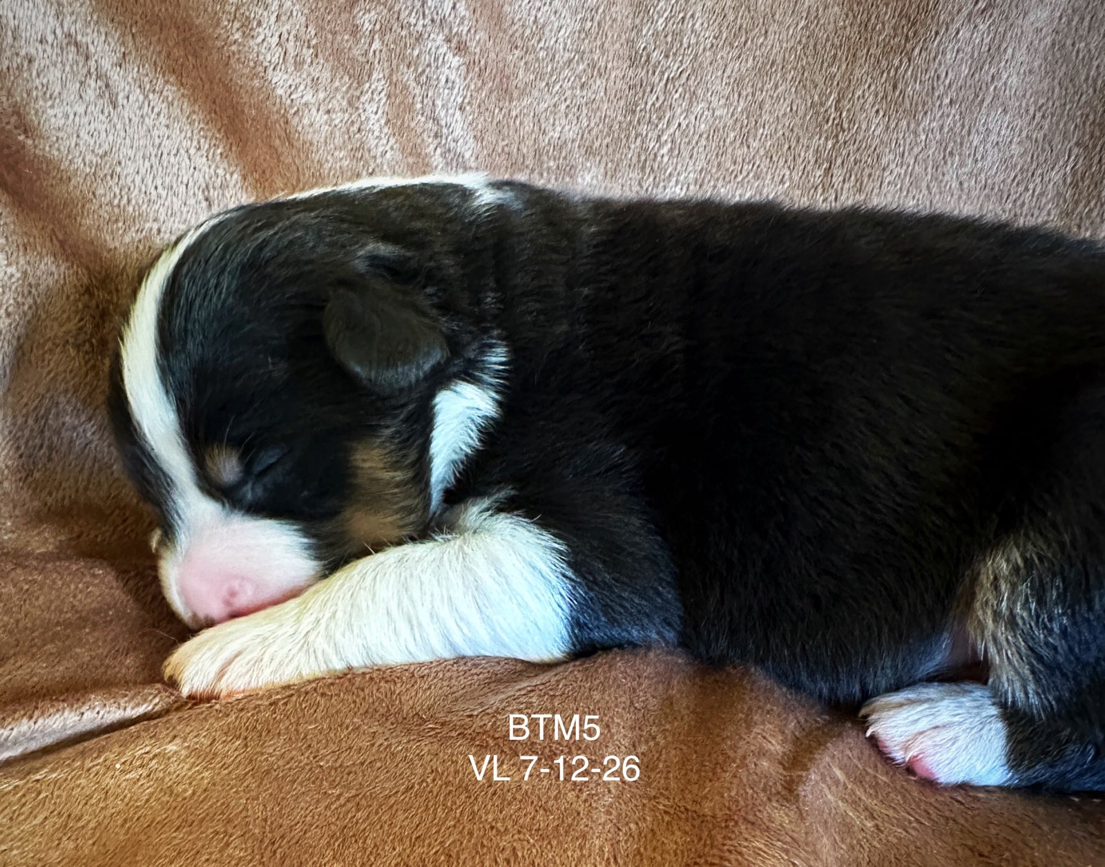 Black Tri Male 5