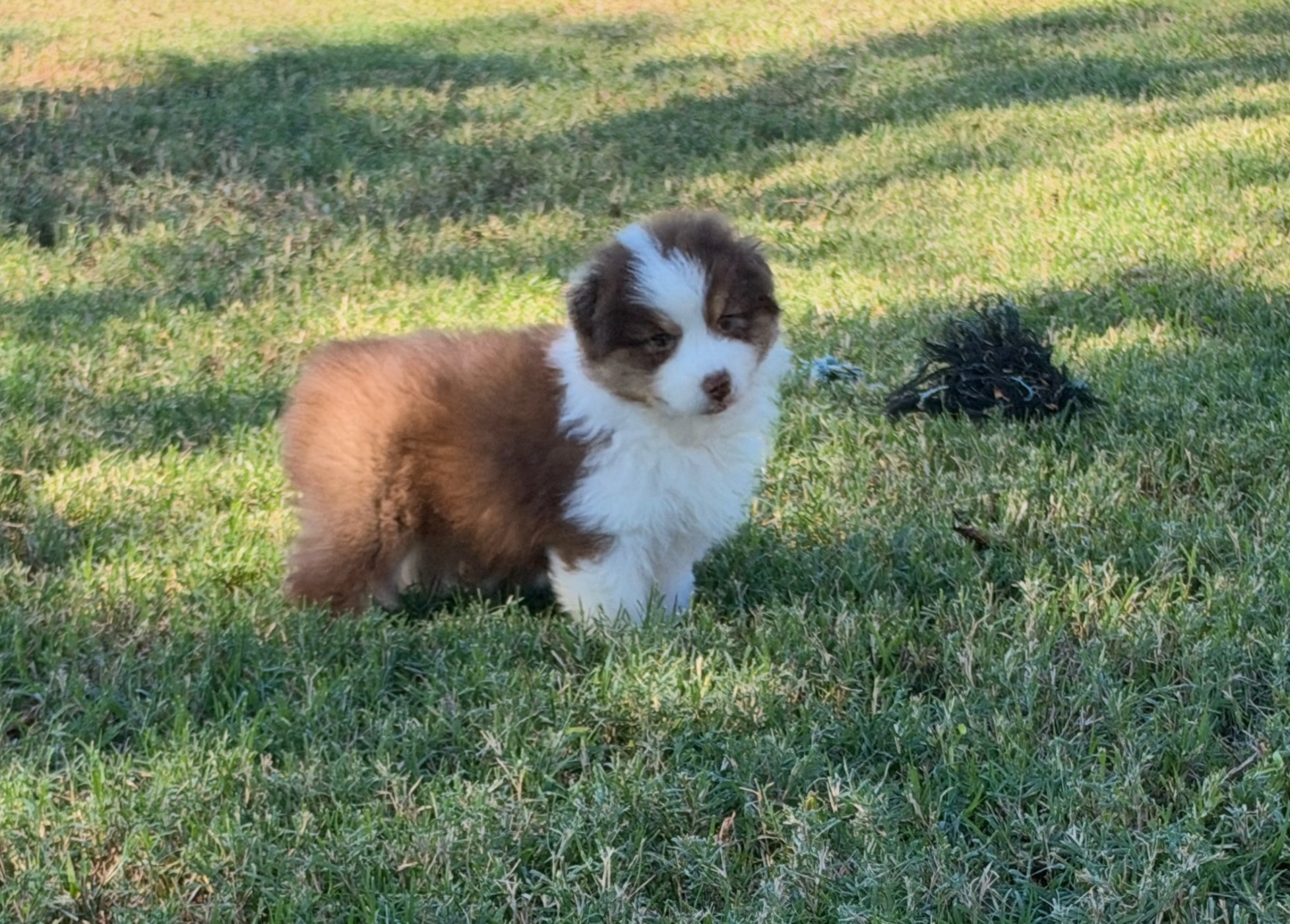 Red Tri Female 4 Weeks Old