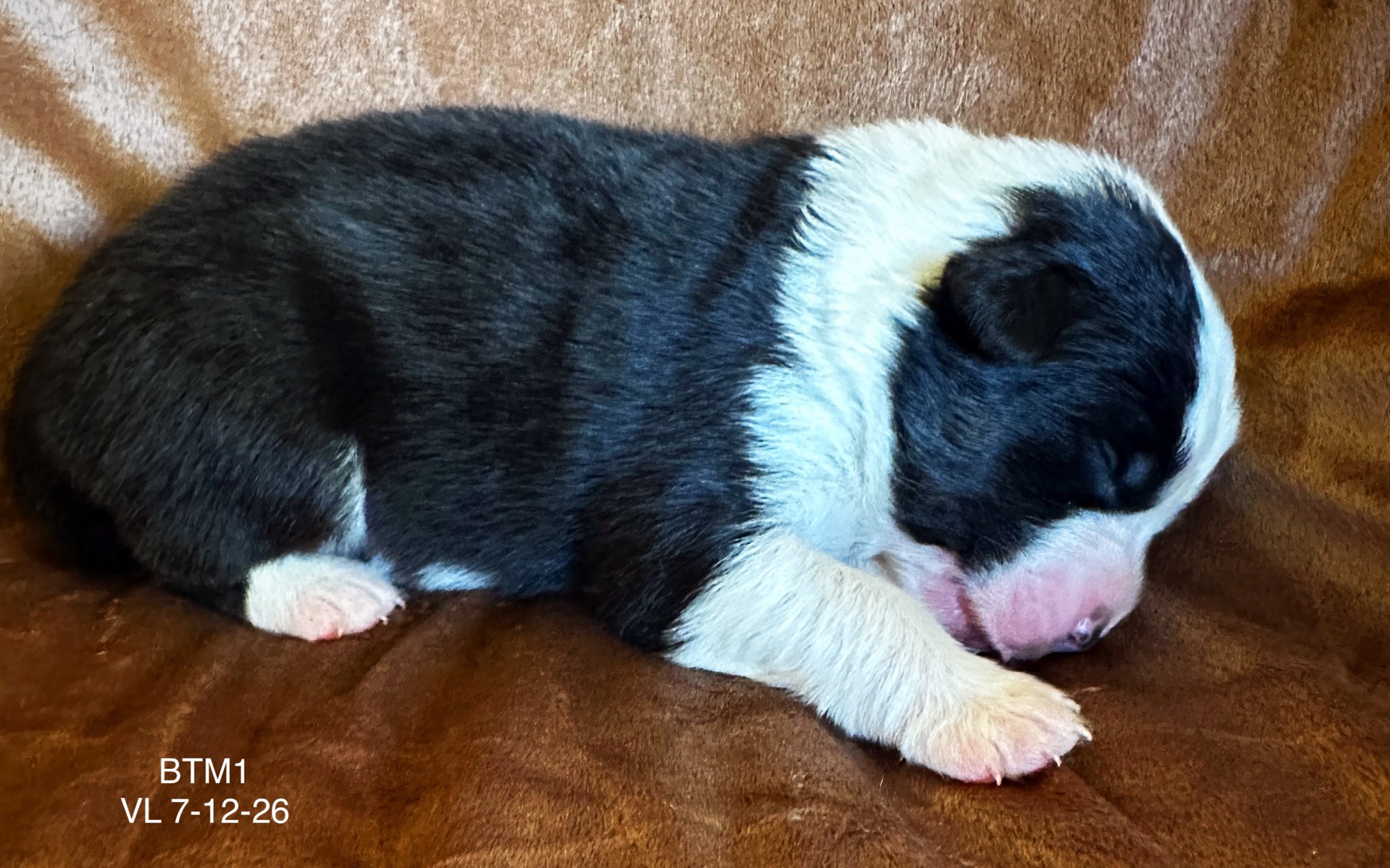 Black Tri Male 1