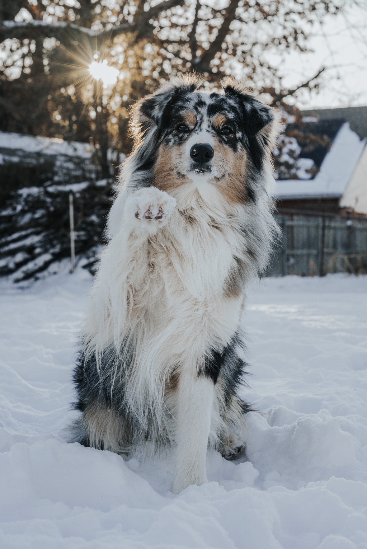 Australian Shepherd in snow