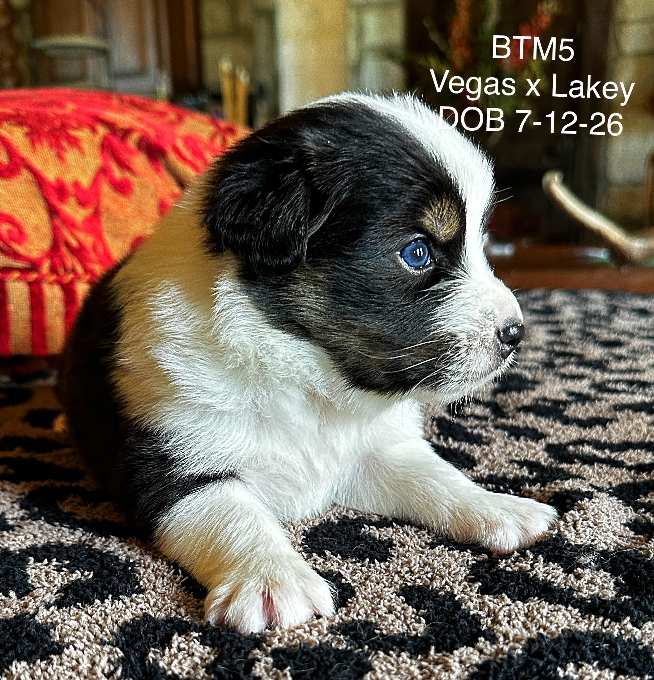 Black Tri Male 5 4 Weeks Old