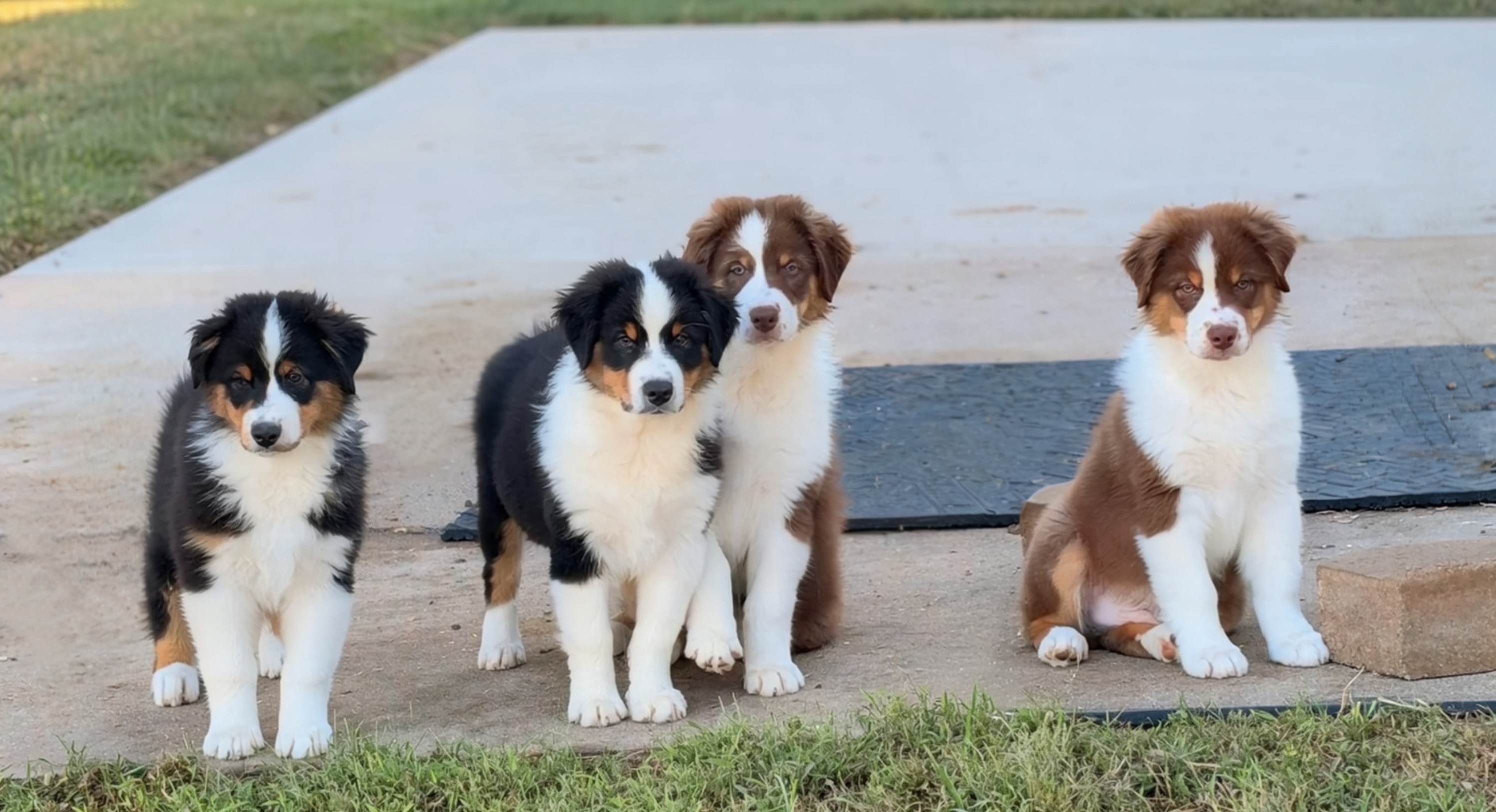 Vegas × Lakey litter puppies