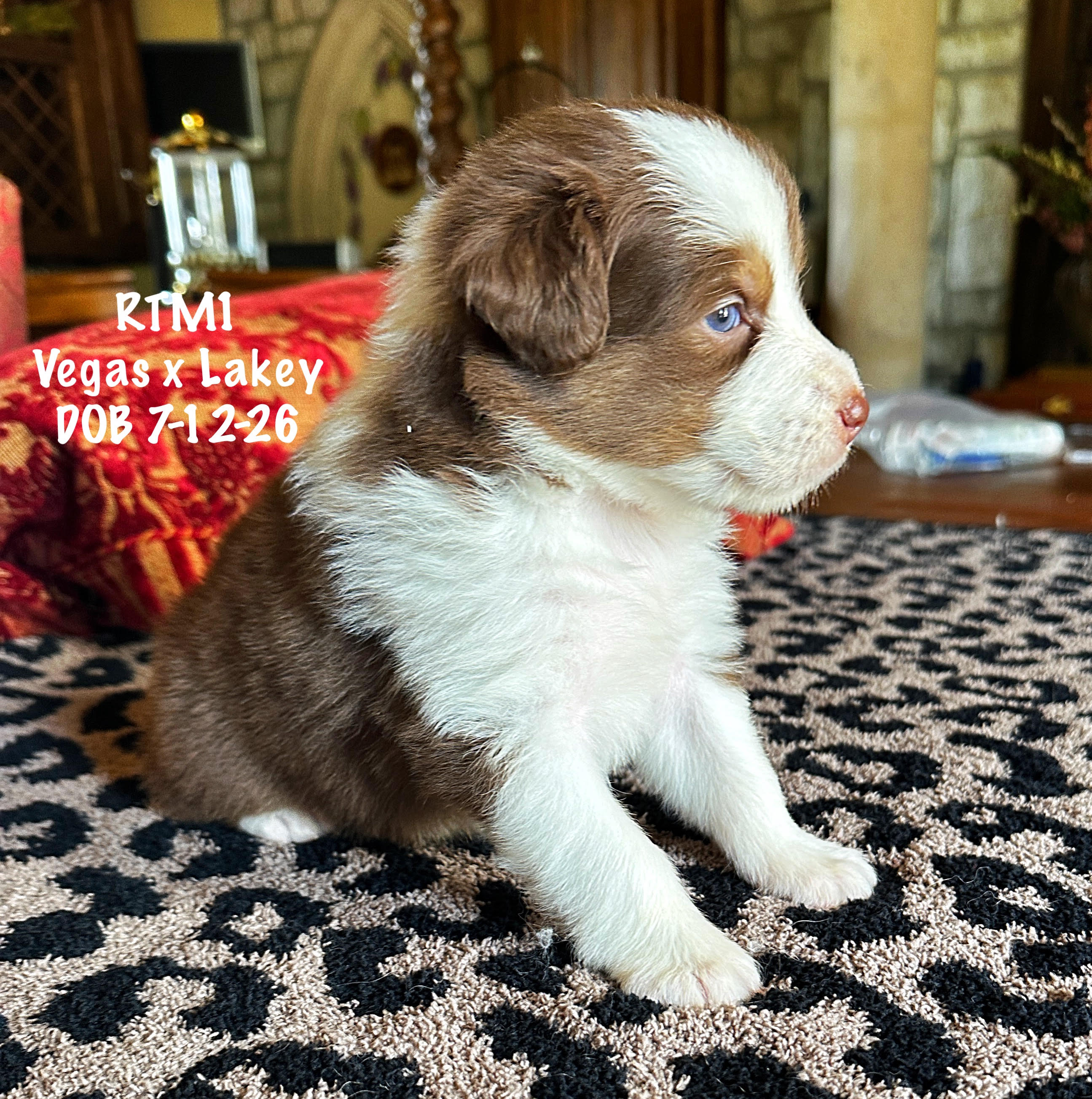 Red Tri Male 1 4 Weeks Old