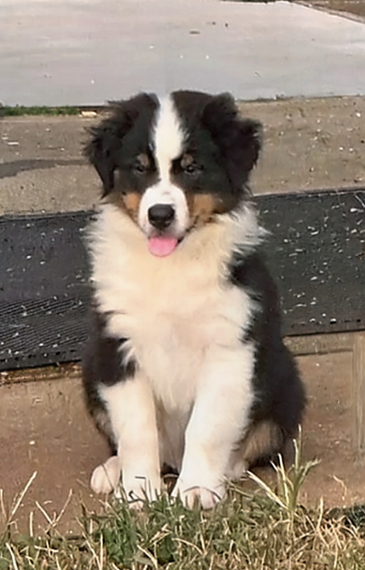 Black Tri Male 1 6 Weeks Old