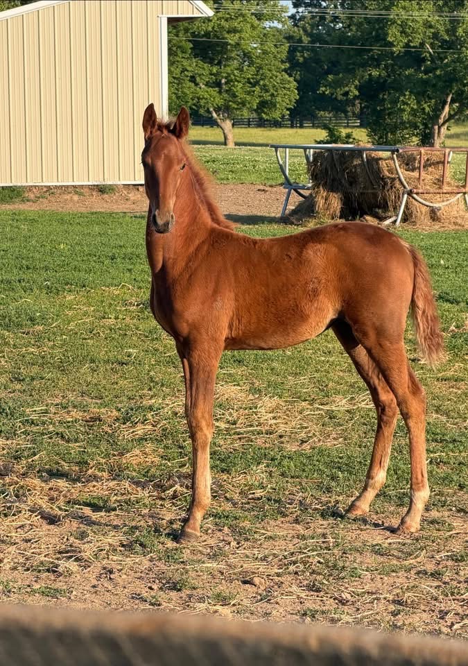 La Dolce Vita Farms American Saddlebred — photo 8
