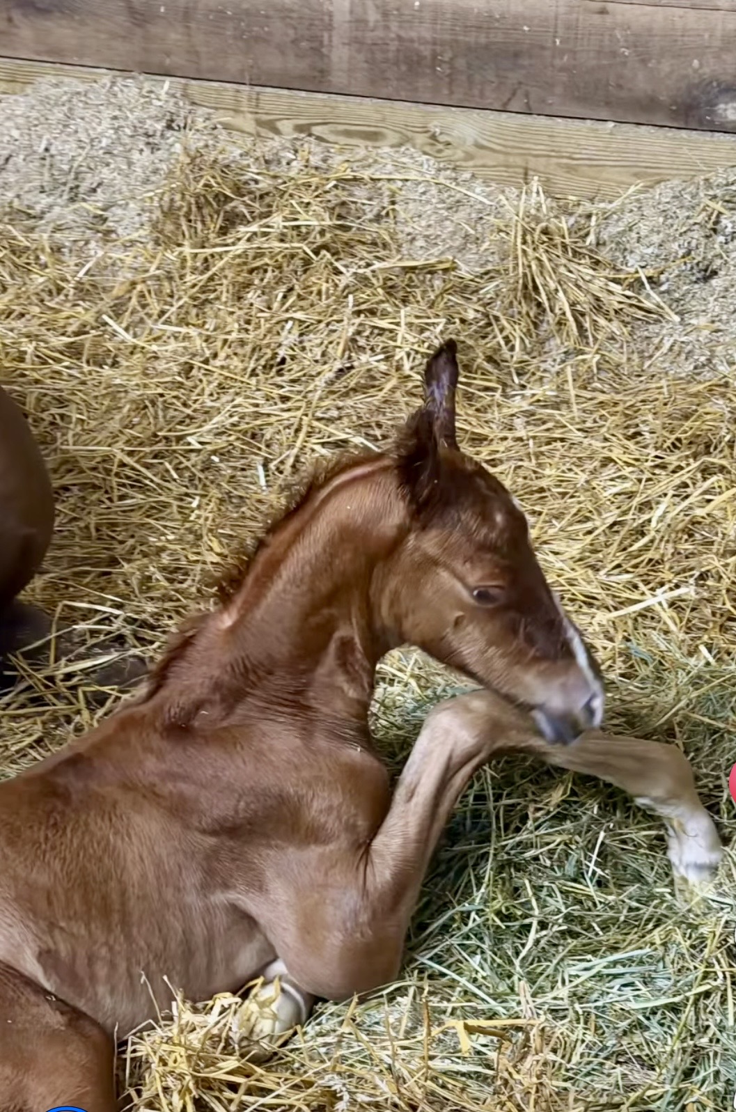 La Dolce Vita Farms American Saddlebred — photo 10