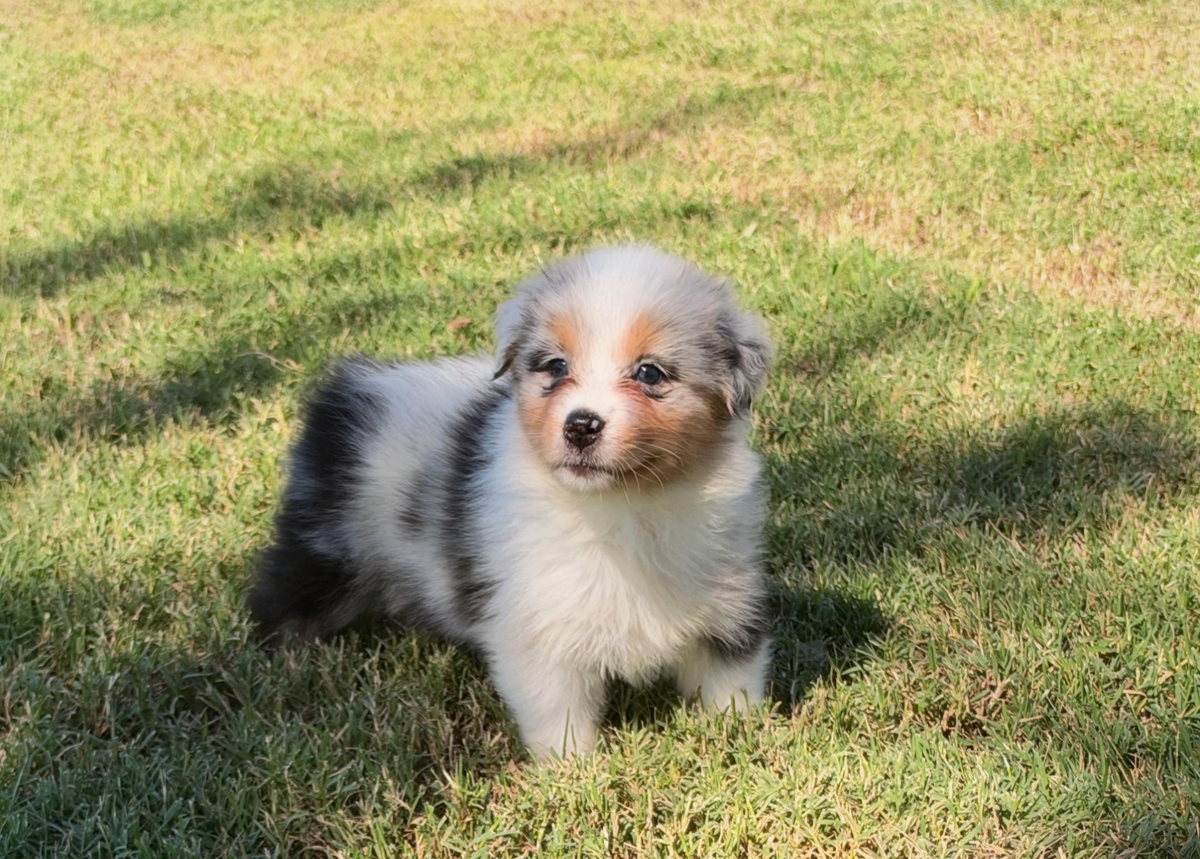 Blue Merle Female 4 Weeks Old
