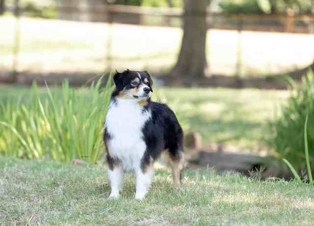 AKC pt'd LakeShore LDV I Hope You Dance "Hope"