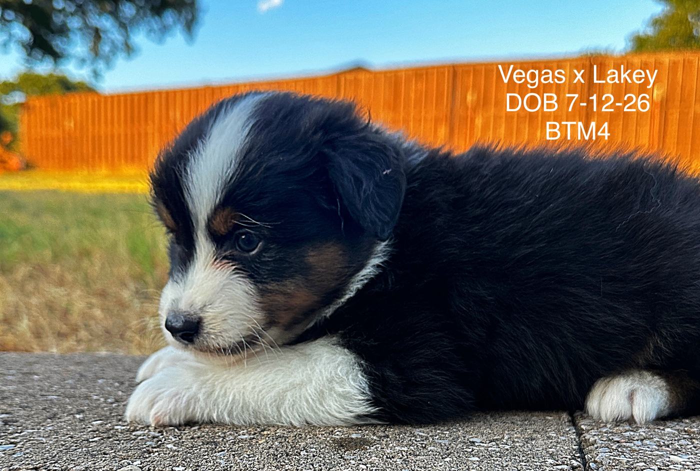 Black Tri Male 4 6 Weeks Old