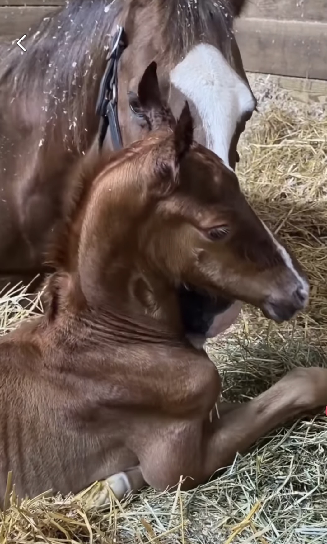 La Dolce Vita Farms American Saddlebred — photo 9