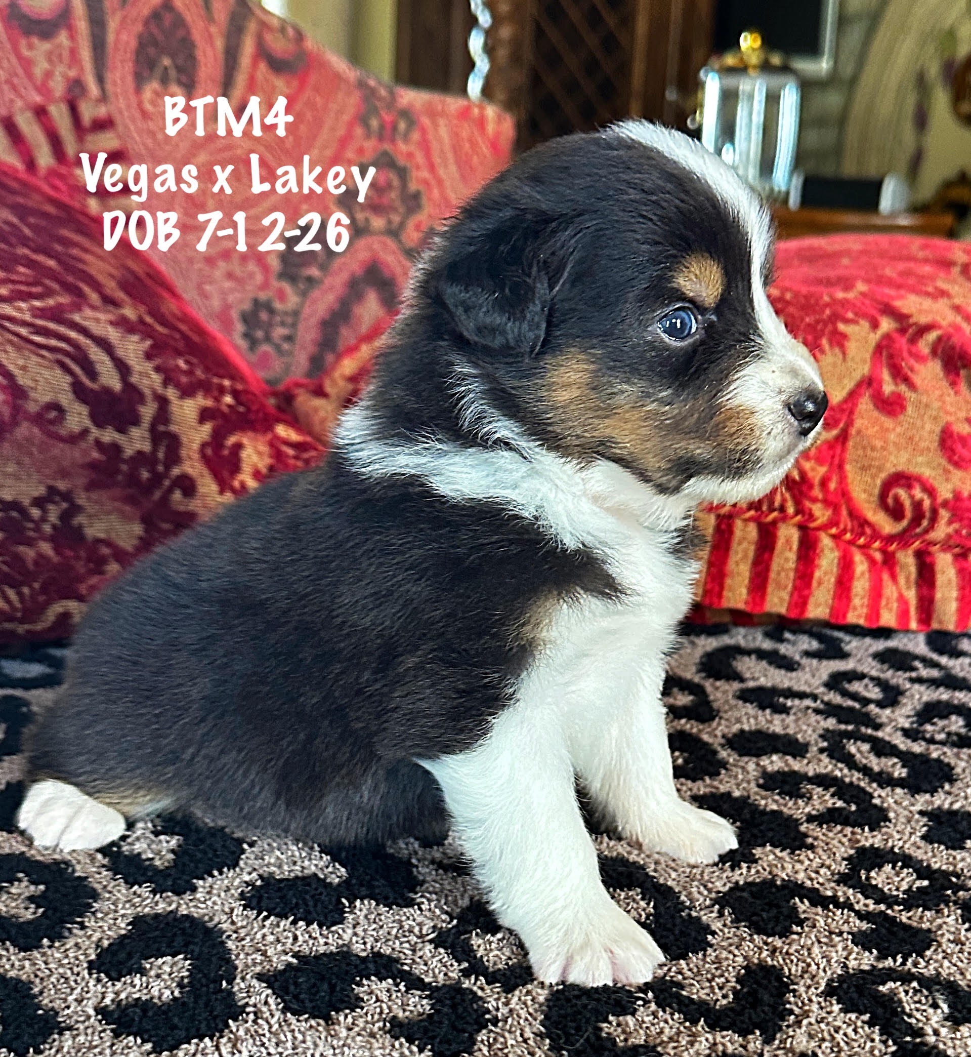 Black Tri Male 4 4 Weeks Old