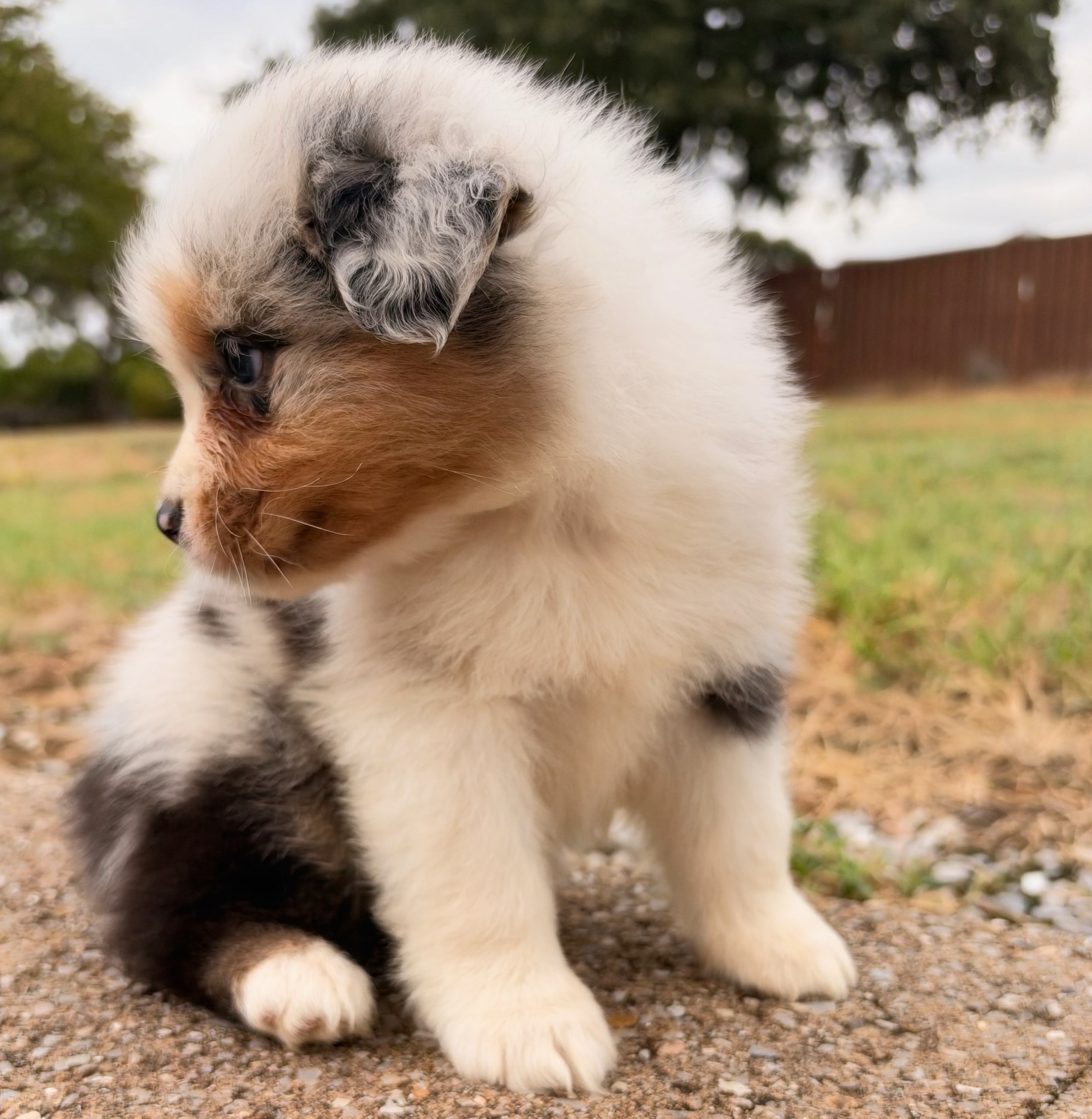 Blue Merle Male 3 Weeks Old