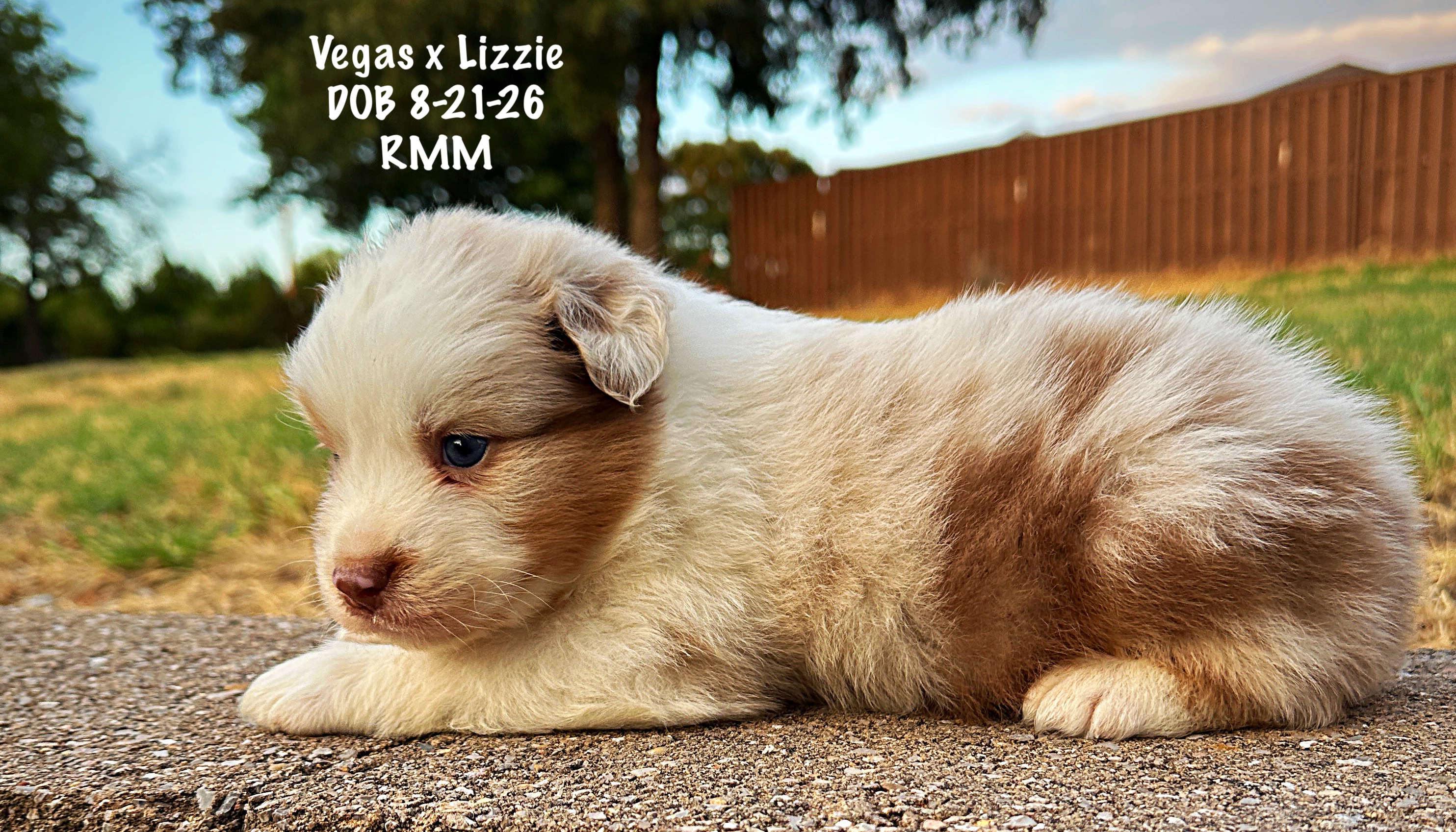 Red Merle Male 4 Weeks Old