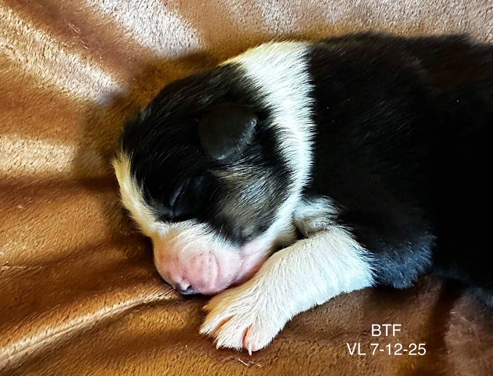 Black Tri Female 1