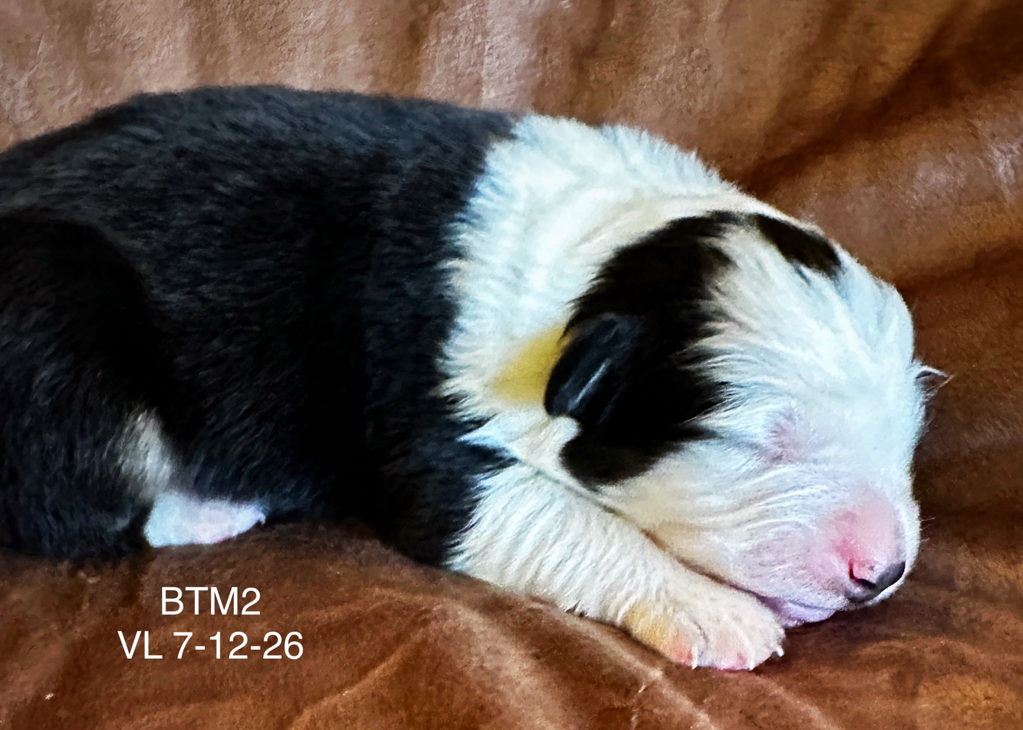 Black Tri Male 2