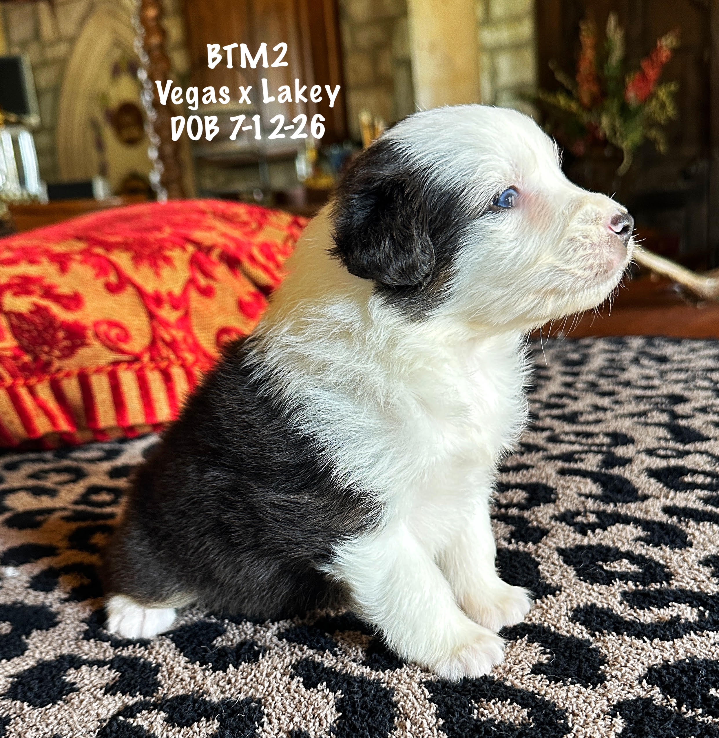 Black Tri Male 2 4 Weeks Old