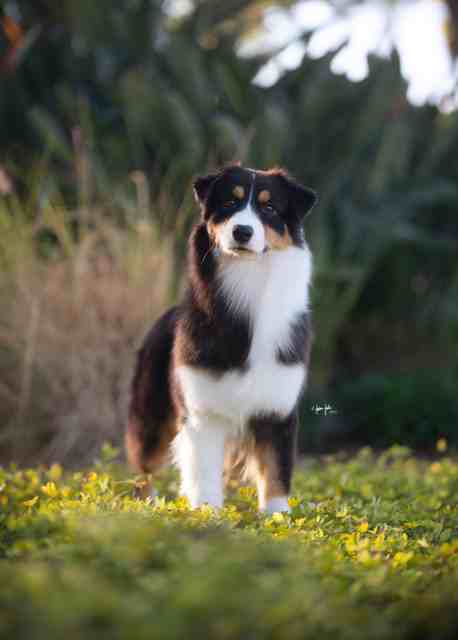 AKC pt'd LDV's Sweet Addiction "Poppi"