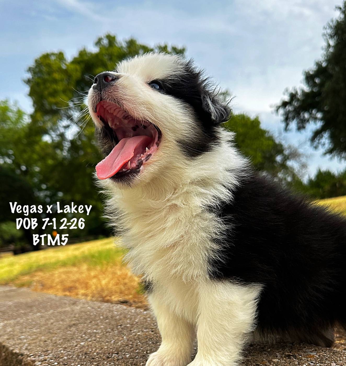 Black Tri Male 5 6 Weeks Old