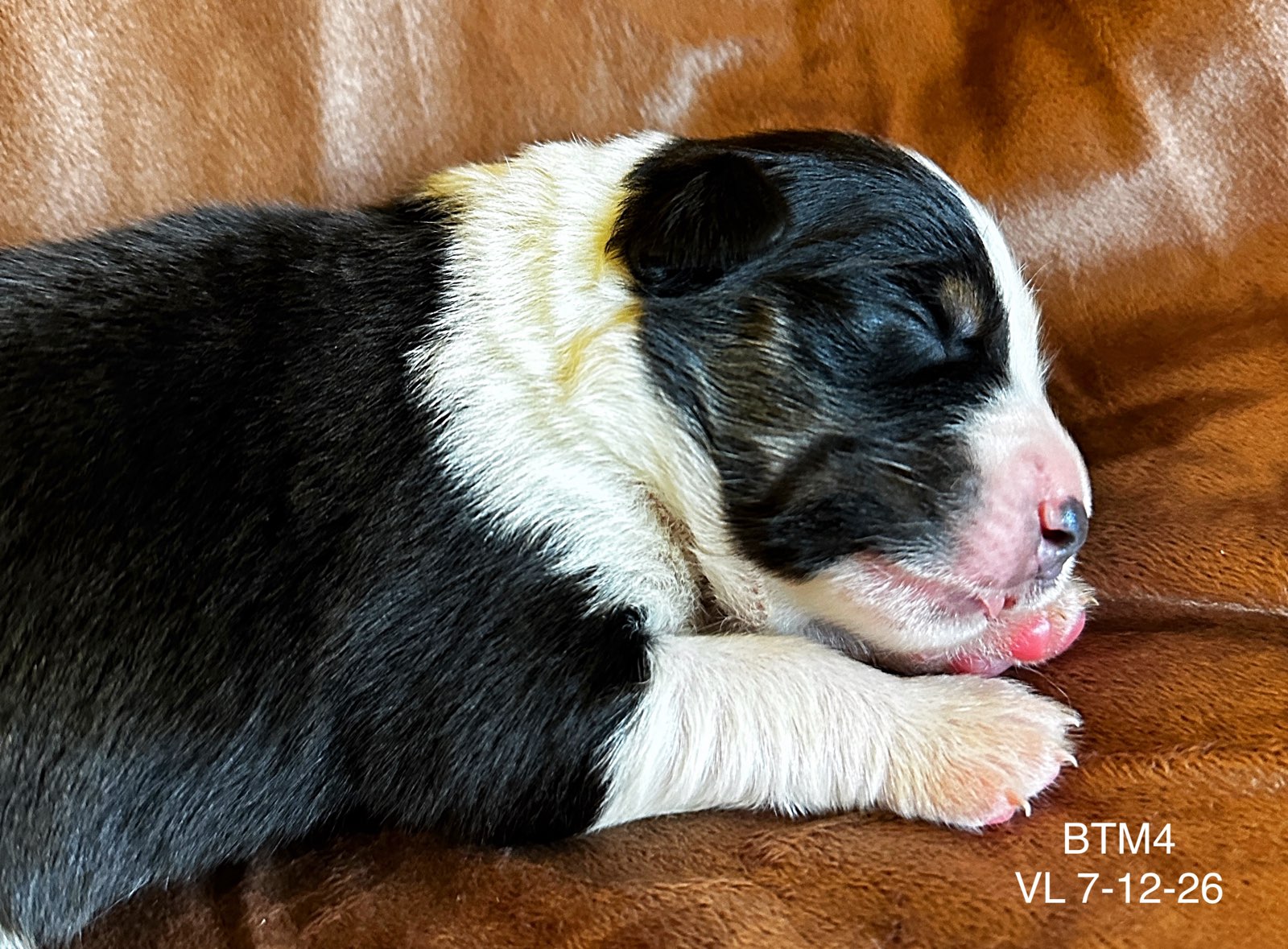Black Tri Male 4