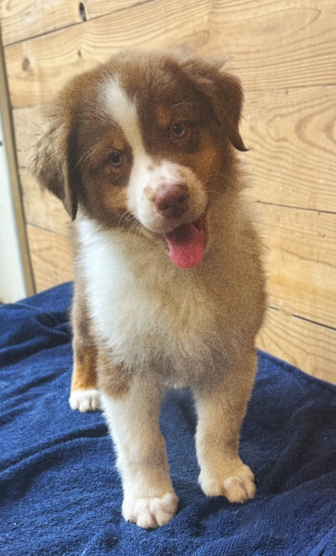 Red Tri Male 2 6 Weeks Old