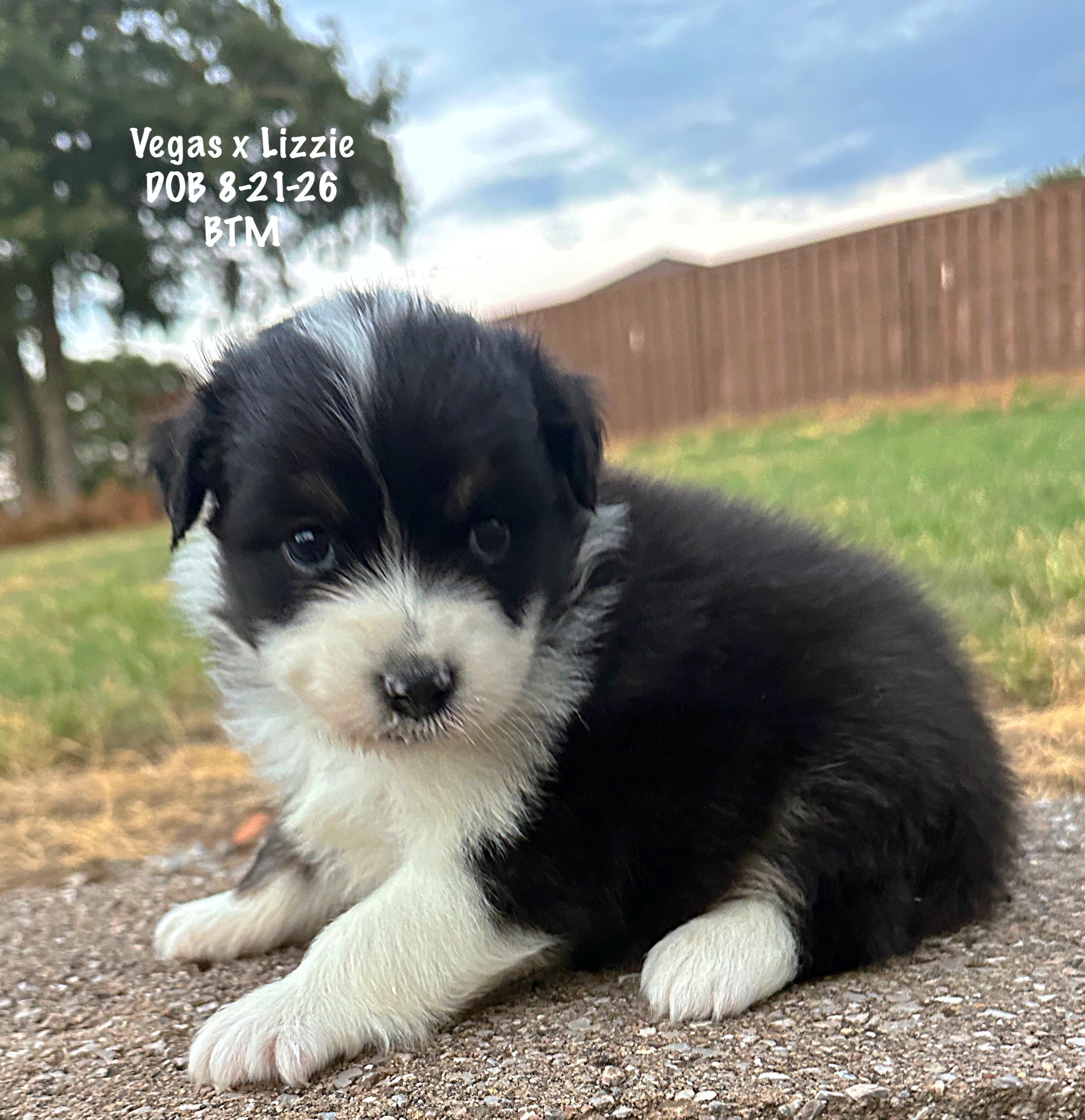 Black Tri Male 4 Weeks Old