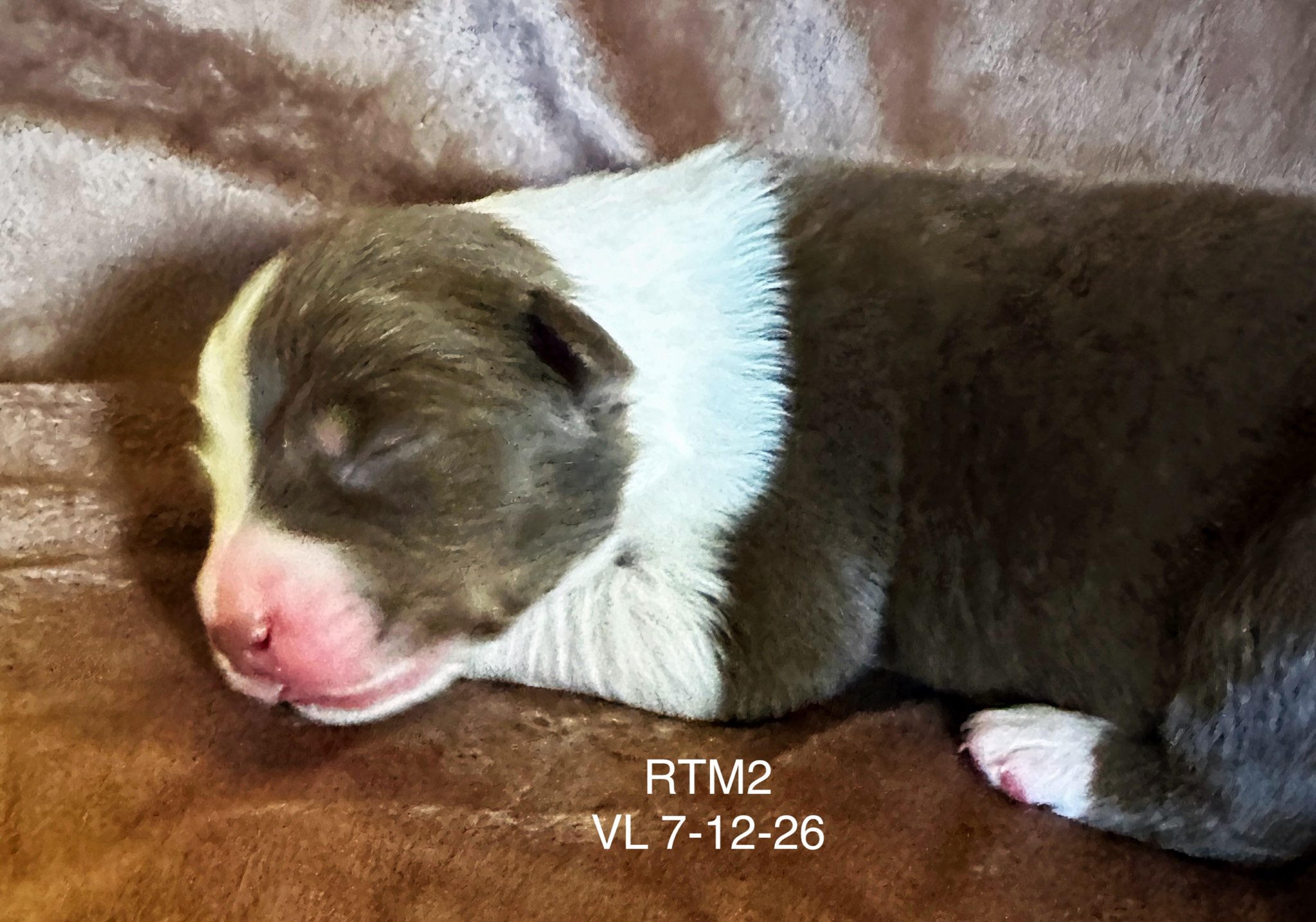 Red Tri Male 2