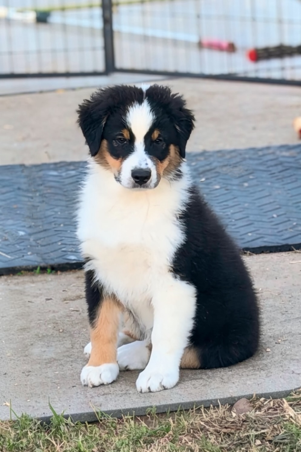 Black Tri Male 3 6 Weeks Old