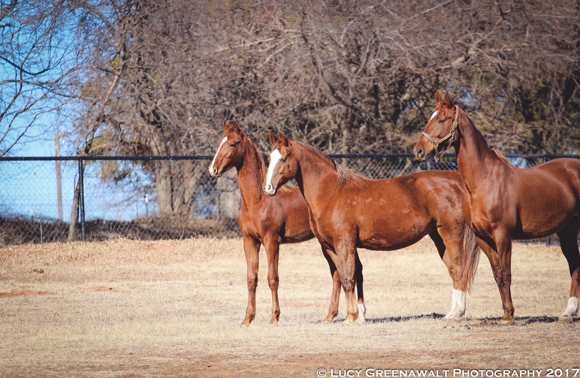 La Dolce Vita Farms American Saddlebred — photo 16