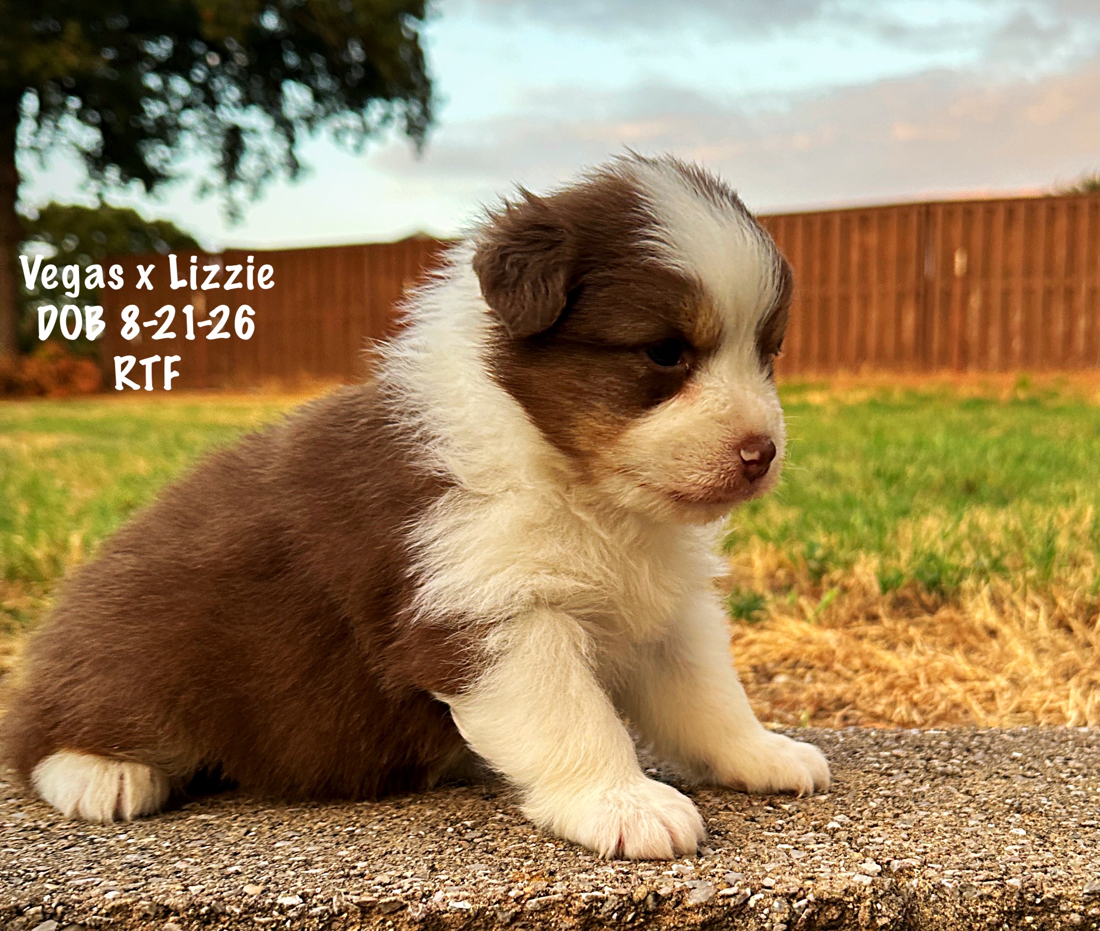 Red Tri Female 4 Weeks Old